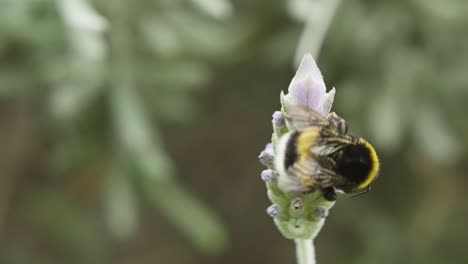 Large-Honeybee-Hovers-And-Collect-Pollen-On-Budding-Lavender-Plant