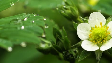 Subtle-flower-of-a-strawberry-plant-with-morning-dew-drops