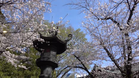 Pan-across-beautiful-pink-Sakura-trees-and-typical-Japanese-stone-pillar