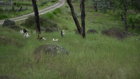 Wilde-Hühner-In-Der-Natur-Auf-Dem-Bauernhof,-Der-Das-Freie-Outback-Durchstreift