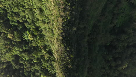 4K-drone-shot-follows-a-mountain-ridge-spine-covered-with-trees-and-green-bushes-during-sunset-at-Border-Ranges-National-Park,-New-South-Wales-in-Australia