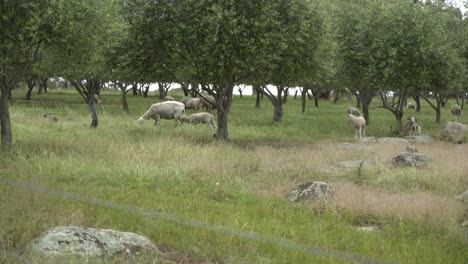 Lamb-running-and-headbutting-hitting-mother-sheep-in-the-butt-in-nature