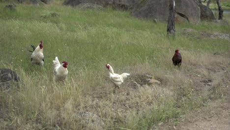 Gallos-En-Los-Pastizales-Salvajes-Animales-De-Granja-Saludables