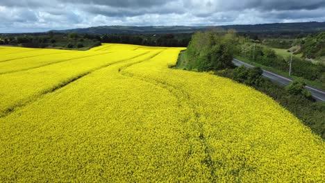 Aerial-view-of-blossoming-rapeseed-field-with-varying-sunlight-and-country-road-on-the-right