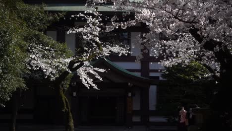 Impresionante-Ducha-De-Flores-De-Cerezo-De-Sakura-En-Un-Parque-En-Japón