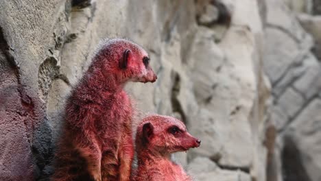 Meerkats-Descansando-Bajo-Una-Lámpara-De-Calor-Infrarroja-Roja-En-El-Zoológico,-Primer-Plano