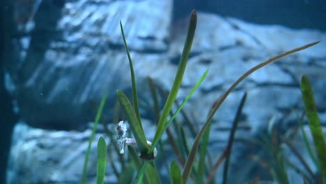 Nahaufnahme-Eines-Süßen-Seepferdchens,-Das-An-Sonnigen-Tagen-Unter-Wasser-Zwischen-Wasserpflanzen-Schwebt