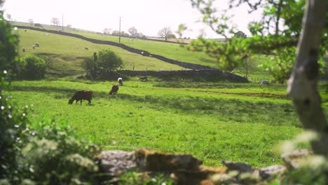 Establishing-wide-shot-of-fields-in-Peak-District-separated-by-old-drystone-walls-with-cows-grazing-in-foreground-and-sheep-in-background
