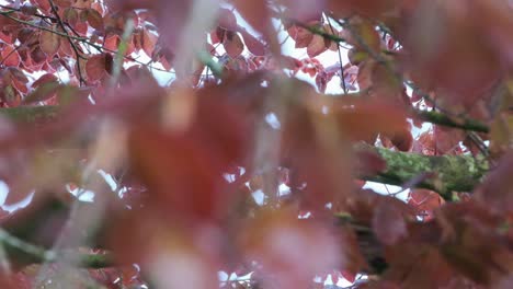 Moving-inside-canopy-of-a-Copper-beech-tree