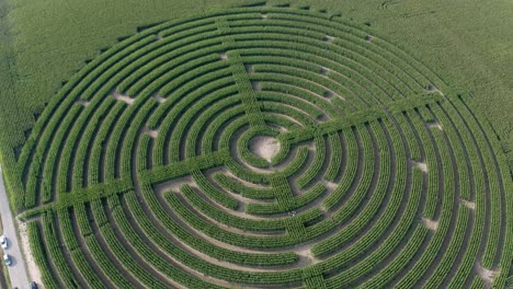 Smooth-steady-pull-out-a-a-Labyrinth-cut-into-a-field-of-Corn