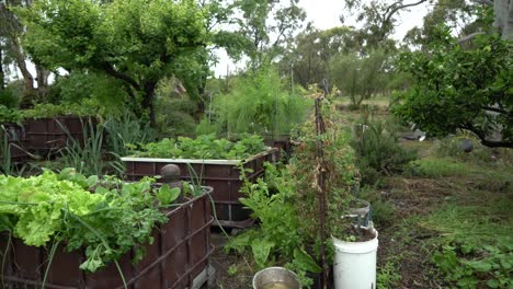 Pan-right-growing-vegetables-and-herbs-big-farm-backyard-growing-food