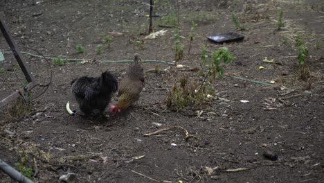 Black-and-orange-backyard-chickens-eating-apple-on-dirt