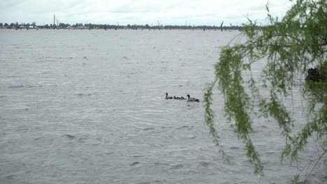 Duck-family-with-ducklings-swimming-on-lake-on-a-windy-and-cloudy-day