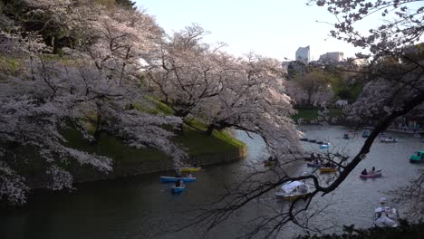 Calm-afternoon-scenery-at-Chidorigafuchi-moat-in-Tokyo,-Japan-during-Sakura