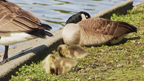 Baby-geese-and-mother-sleeping-next-to-pond---Stanley-Park-Vancouver