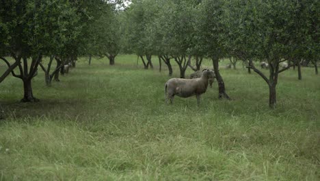 Sheep-amongst-olive-trees-wild-in-nature