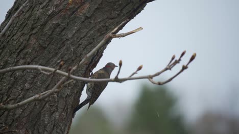 Slow-Motion-Shot-Of-A-Northern-Flicker-Perched-On-A-Tree-With-Snow-Falling-In-Spring
