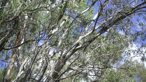 Bird-on-Australian-tree-fauna-in-dry-outback