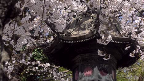 Slow-tilt-up-over-beautiful-Japanese-stone-pillar-with-many-Sakura-flowers