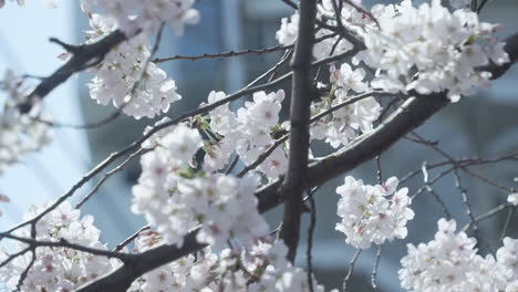 árbol-De-Sakura-Con-Flores-Blancas-En-Flor-Bailando-En-La-Brisa-De-La-Mañana-En-Tokio,-Japón