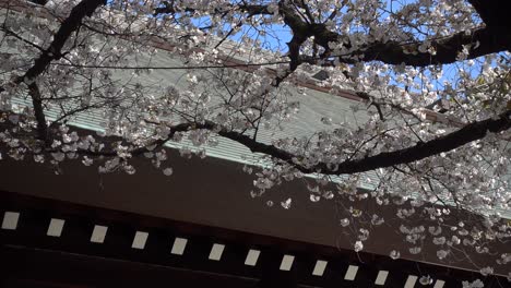 Beautiful-scenery-with-typical-Japanese-shrine-roof-and-Sakura-trees