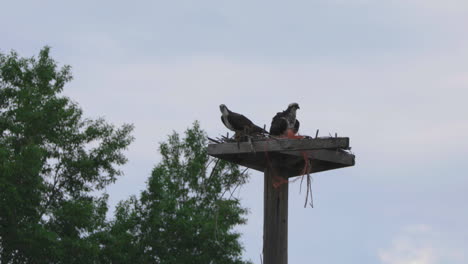 Black-Phoebe-Bird-Perched-on-Wooden-Post-in-Idaho---Orbit