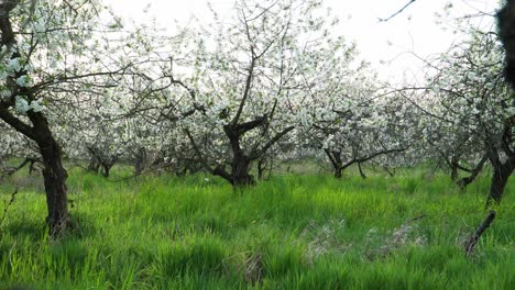 Old-unattended-tart-cherry-orchard-in-full-blossom