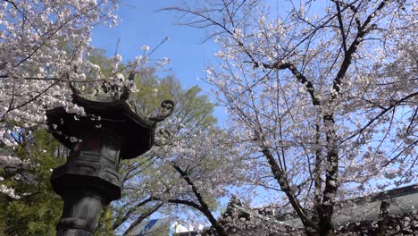 Stunning-pan-across-typical-stone-pillar-and-Sakura-trees-in-Japanese-shrine