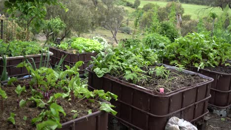 Pan-right-of-vegetable-growing-garden-bright-green-radish,-lettuce-and-spinach
