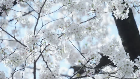 Beautiful-White-Sakura-Flowers-Blossoming-On-Springtime-In-Tokyo,-Japan