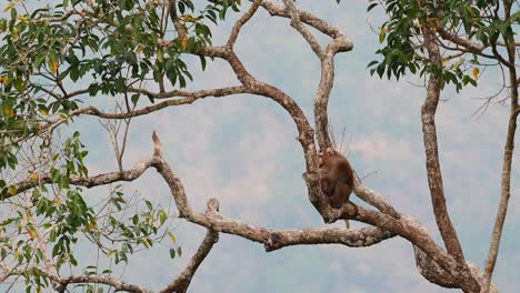 Northern-Pig-tailed-Macaque,-Macaca-leonina,-Thailand