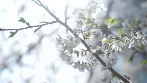 Ramas-De-Los-árboles-De-Sakura-Florecientes-Contra-El-Fondo-Del-Bokeh-En-Tokio,-Japón