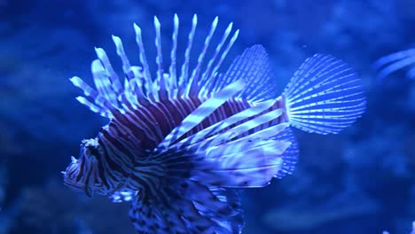 Close-up-shot-of-blue-lighting-Red-Lion-Fish-swimming-underwater