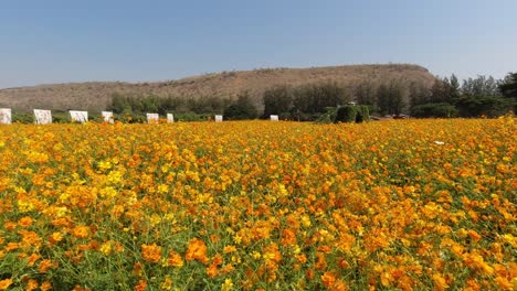 Schöne-Felder-Mit-Orangefarbenen-Kosmosblumen-In-Voller-Blüte-In-Thailand