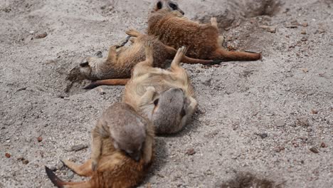 Close-up-shot-of-young-meerkats-group-relaxing-in-sand-during-sunny-day