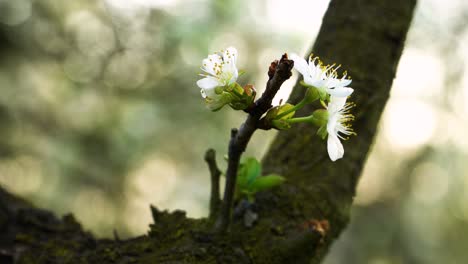 Fliegen-Sie-Zu-Schönen-Subtilen-Blüten-Des-Sauerkirschbaums-Mit-Zarten-Weißen-Blütenblättern-Und-Zahlreichen-Staubblättern