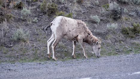 Rocky-Mountain-Bighorn-Ewe-in-Yellowstone