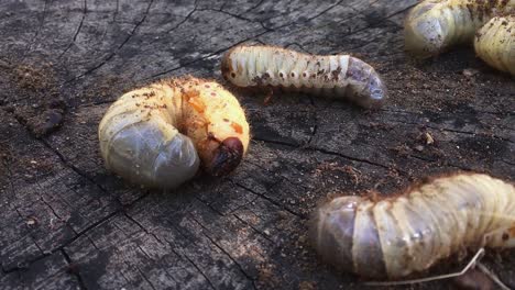 Grandes-Larvas-Blancas-Moviéndose-En-Una-Madera