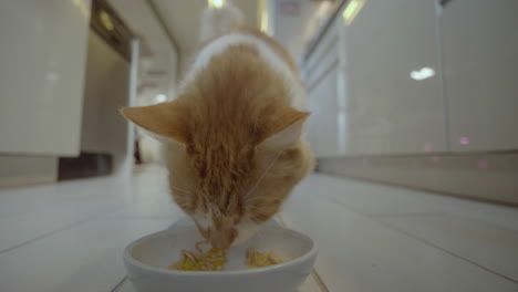 Male-house-cat-approaches-his-food-bowl-and-sniffs-his-meal-before-eating