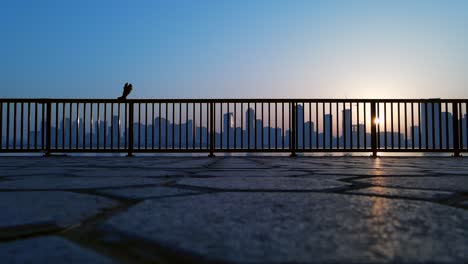 Silhouette:-Slow-Motion-Shot-of-a-Flying-Pigeon,-city-skyline-in-the-background-in-Sharjah,-United-Arab-Emirates