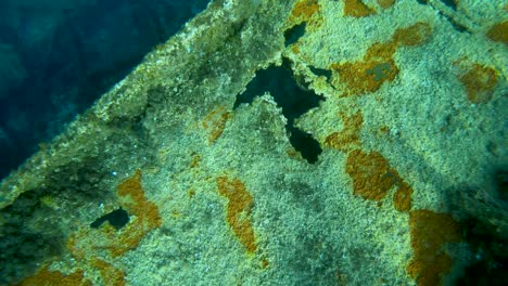 Coral-reef-growing-on-shipwreck,-diving-in-Veli-Rat,-Croatia