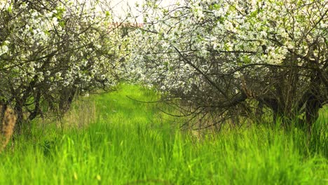 Erstaunliche-Blütenpracht-Im-Frühjahr-In-Einem-Vernachlässigten-Sauerkirschgarten