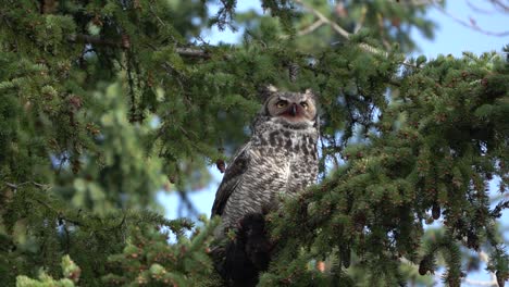Great-Horned-Owl-staring-at-the-horizon