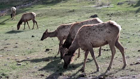 Elk-Herd-grazing-in-Yellowstone