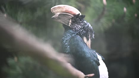 Silvery-cheeked-hornbill-resting-on-branch-of-tree-in-jungle,close-up-shot
