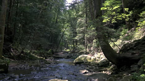 Nebenfluss-Am-Sommersommertag-Im-Wald-Von-Tennessee
