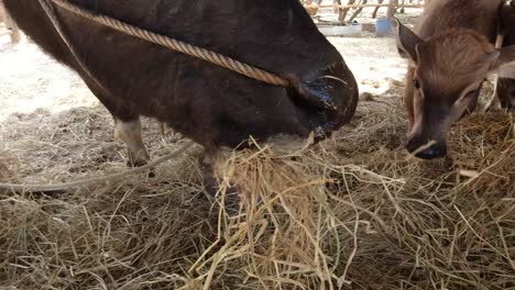Nahaufnahme-Eines-Asiatischen-Wasserbüffelbullen,-Der-In-Einer-Zoofarm-In-Thailand-Weidet