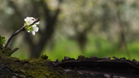 Little-twig-with-white-blossoms-growing-out-of-an-old-branch-with-fissure-and-flaking-bark