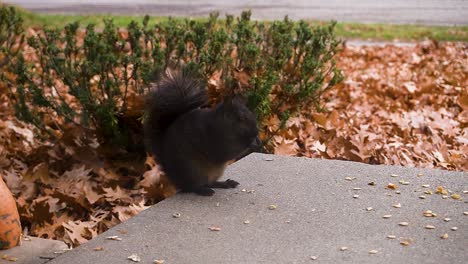 A-black-squirrel-munches-on-a-pumpkin-seed-in-late-autumn-2020