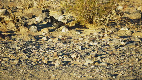 Einsamer-Schwarzer-Rabe,-Der-Im-Death-Valley-über-Steinigen-Boden-Geht